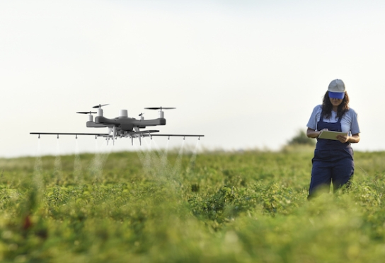 A farmer uses a drone to spray crops in a field
